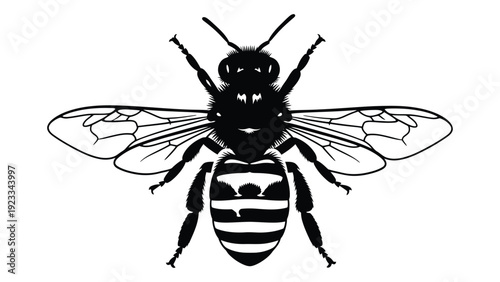 A black and white drawing of a bee isolated on white background, Vector
