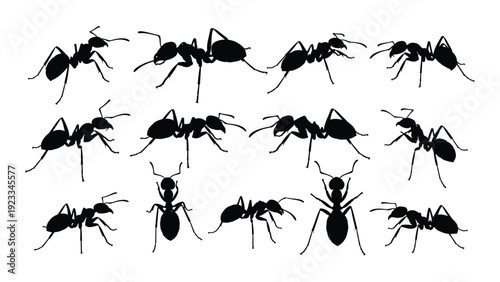 A group of ants are shown in a line isolated on white background, Vector