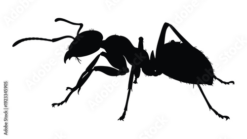 A black silhouette of an ant on a white background isolated on white background, Vector