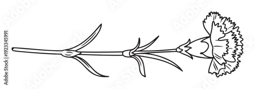 Elegant black and white outline drawing of a single carnation flower on a stem, perfect for creating coloring book pages, botanical themed educational materials, or simple graphic decor.