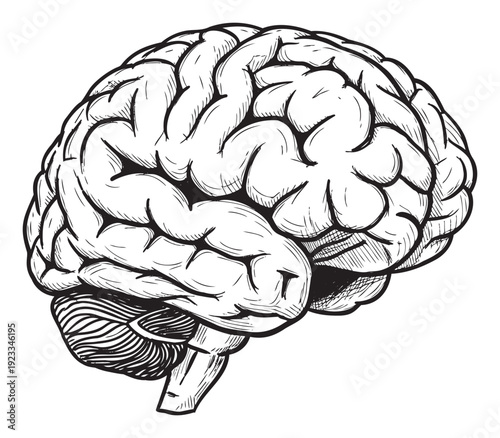 Detailed monochrome line illustration of a human brain depicting the intricate anatomical features and neural pathways suitable for medical textbooks or neuroscience research presentations.