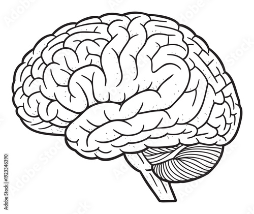 Detailed black and white outline drawing of the human brain, showcasing its complex cerebral cortex and brainstem for educational, scientific, and medical content applications.
