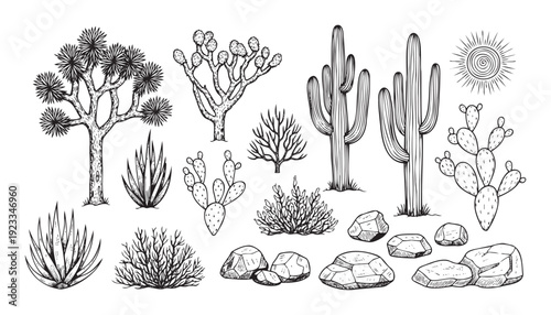 Collection of desert flora and rocky terrain, including cacti, succulents, shrubs, and sun, perfect for educational materials or wilderness themed projects.