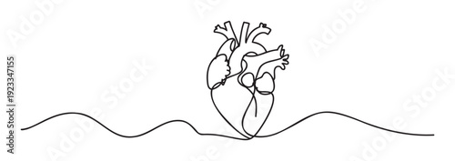 Minimalist continuous single line drawing of a human anatomical heart with smooth wavy lines, perfect for medical, health, wellness, or educational projects and presentations.