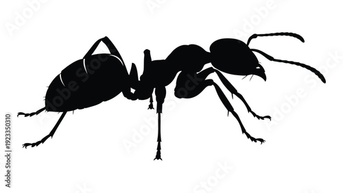 A black silhouette of an ant on a white background isolated on white background, Vector