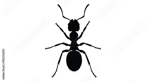 A black silhouette of an ant on a white background isolated on white background, Vector