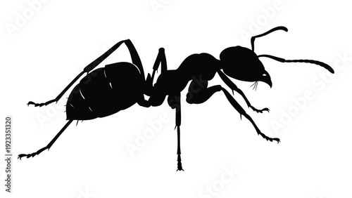 A black silhouette of an ant on a white background isolated on white background, Vector
