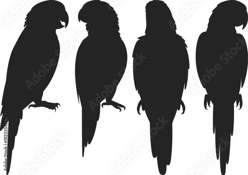 Silhouettes of four parrots perched on a white background Keywords: silhouette, parrots, birds, perched, four, collection, set