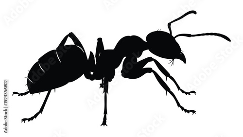 A black silhouette of an ant on a white background isolated on white background, Vector