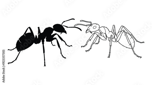 A black and white illustration of two ants facing each other isolated on white background, Vector