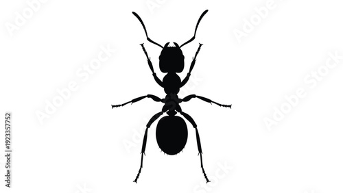 A black silhouette of an ant on a white background isolated on white background, Vector