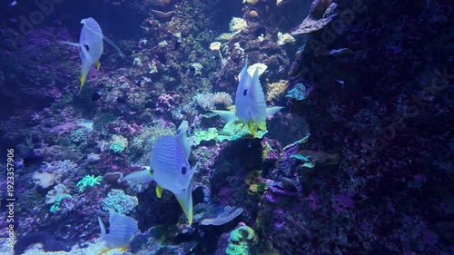 Several Sailfin Snappers swimming together along a vibrant coral reef. The clear blue water and reef setting suggest a tropical underwater habitat