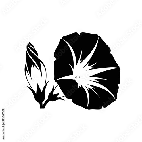 Black silhouette of a blooming morning glory flower and a bud on a white background.