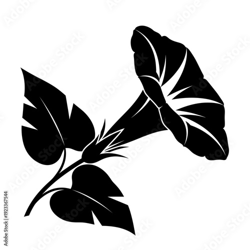 Black Silhouette of a Morning Glory Flower and Leaves on White Background