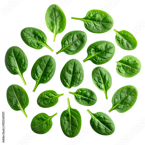 Fresh green spinach leaves scattered on white, vibrant organic healthy leafy vegetables for nutrition