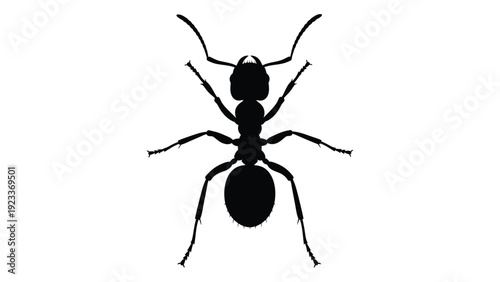 A black silhouette of an ant on a white background isolated on white background, Vector