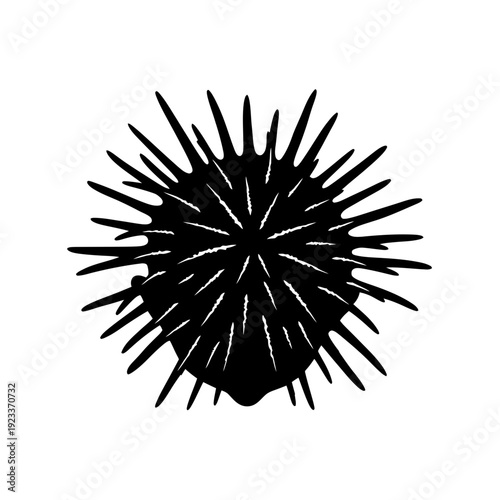 Black Sea Urchin Silhouette Icon Vector