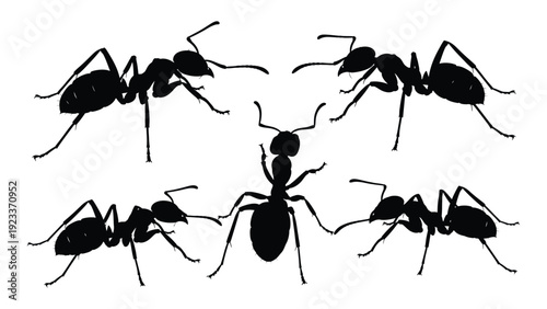 A group of ants standing together on a white background isolated on white background, Vector