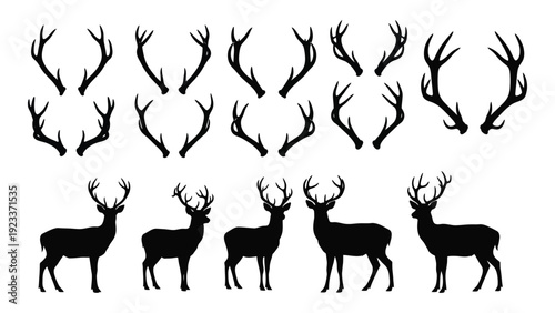 A group of deer and antlers on a white background isolated on white background, Vector