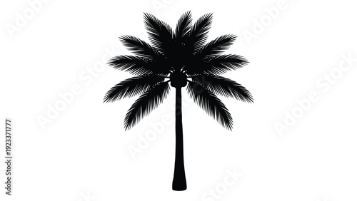 A black silhouette of a palm tree against a white background isolated on white background, Vector