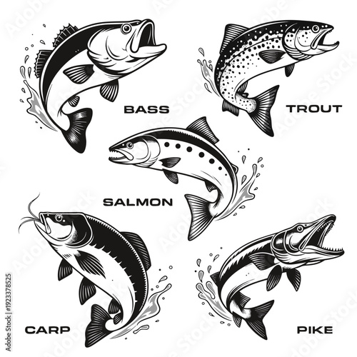 Freshwater Fish Illustration Vector Set for Fishing Design.