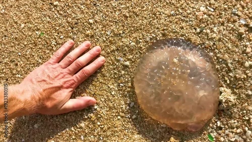 Wallpaper Mural Huge jellyfish compared to a human hand on beach sand Thailand. Torontodigital.ca