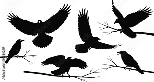 Black raven silhouette vector set, flying and perching crows on tree branches, mysterious bird illustration collection, isolated wildlife design elements for Halloween