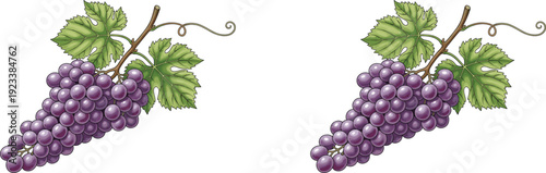 Fresh purple grape cluster with green leaves illustration isolated on white background, juicy organic fruit concept for healthy eating and vineyard harvest design