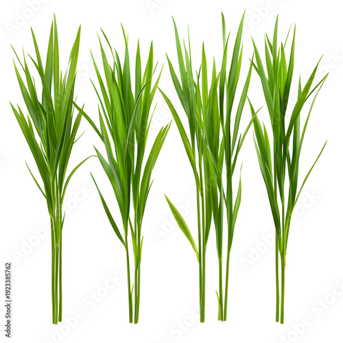 Green grass blades isolated on white background close up of fresh foliage