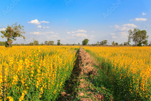 field of yellow flowers