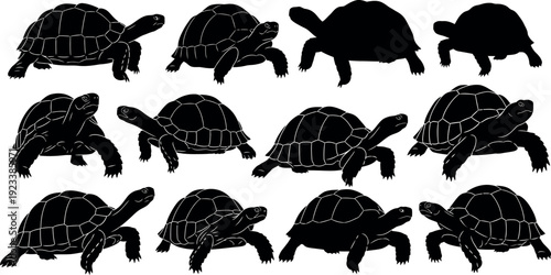 Collection of turtle silhouettes in various poses and angles