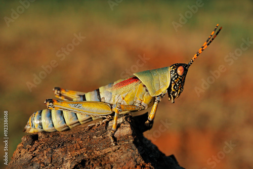 An elegant grasshopper (Zonocerus elegans) in natural habitat, South Africa