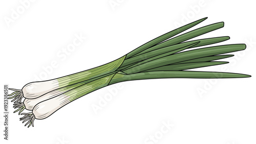 Bunch of three fresh green onions with white bulbs and long green leaves tied together on a white background.