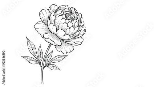 Detailed botanical line art drawing of a single peony flower with many petals and leaves on a plain white background.