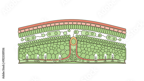 Detailed cross-section illustration of plant leaf anatomy with labeled cellular structure and veins on white background.
