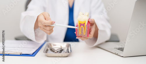 Принти на полотні Dentist with tooth Anatomy model