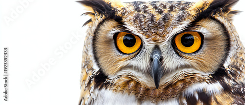 Close-up of a Great Horned Owl's intense orange eyes and detailed feathers