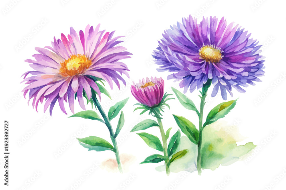 Obraz premium Watercolor New England Aster Blossom, Native Purple Floral Vector Isolated on White