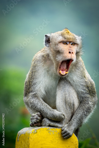 Crab eating macaque (Macaca fascicularis, long tailed macaque, cynomolgus macaque, monyet ekor panjang) in the wild
