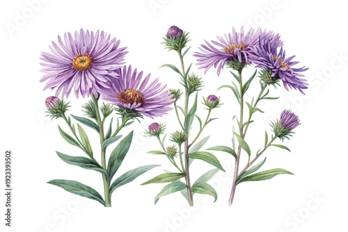 Watercolor New England Aster Flower Art, Purple Wildflower Botanical, vector illustration isolated on white background