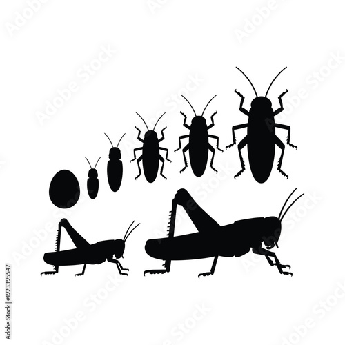Silhouette vector illustration depicting the life stages of a grasshopper.