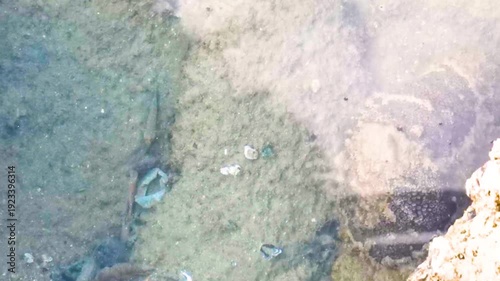 Wallpaper Mural Fish swimming in clear water between rocks at Thailand beach shore. Torontodigital.ca