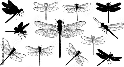 Detailed dragonfly silhouette and line art vector illustration collection, pond insect icons, flying summer wildlife elements, decorative nature garden clipart set.