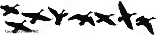 Flying bird silhouettes collection in various wing positions isolated black vector set