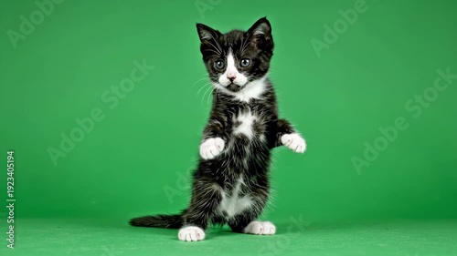 Adorable black and white tuxedo kitten standing up on green screen background