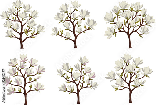 Beautiful white magnolia tree blossom vector illustration cartoon set with six different floral styles on white background for Adobe Stock.
