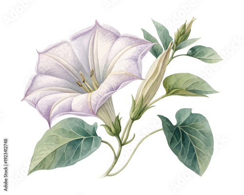 Watercolor Moonflower Illustration, White Night Bloom Botanical, isolated on white background