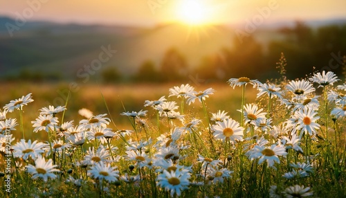 Chamomile On A Summer Meadow Nature Panoramic Landscape Sunlight Field Of Daisies Flowers Illuminated By The Evening Sun Spring Vibes Blooming White Flower In The Grass Background Close Up
