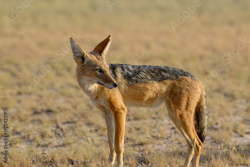 Photography A black-backed jackal standing against a plain background