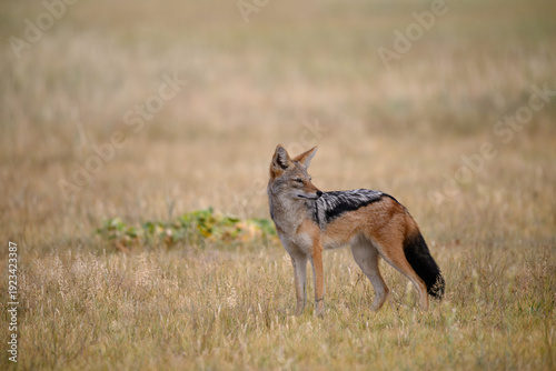 Photography An adult black backed jackal standing in a field of grass